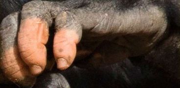 الغوريلا اناكا لديها يد تشبه البشر