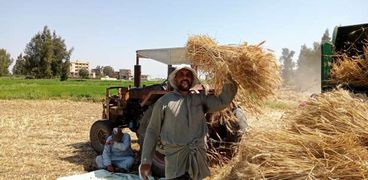 محصول القمح في كفر الشيخ