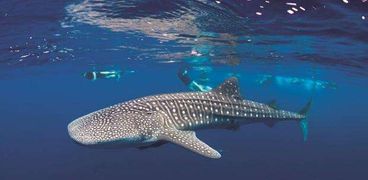 القرش الحوتى المسالم «بهلول»