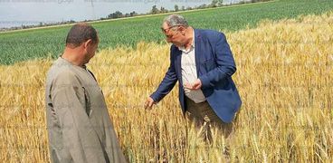 وكيل الزراعة بالغربية :بدء حصاد محصول القمح لـ"28424" فدان بقري محافظة