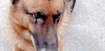 كلب يبكي بعد رؤية صاحبه السابق