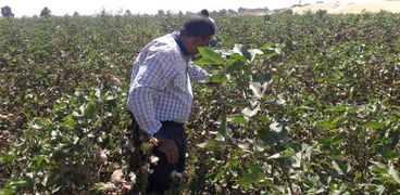 حقول منزرعة بالقطن في محافظة المنيا