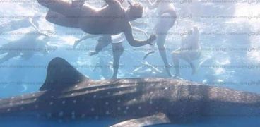القرش الحوتي صديق الإنسان بأحد شواطئ الغردقة