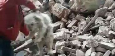 "الحماية المدنية" تنجح بخروج 4 افراد وكلب من تحت الأنقاض في الإسكندرية