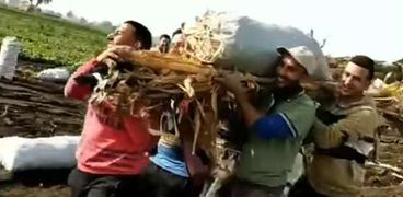مزارعين في المنيا يقيمون جنازة لمحصول البطاطس