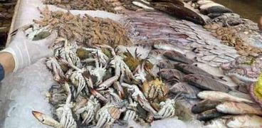 تراجع أسعار السمك اليوم في مصر - أرشيفية