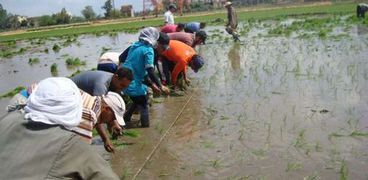 زراعة الأرز الجاف.. بديل جيد لمواجهة نقص المياه