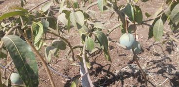 محصول المانجو الكيت بالقليوبية