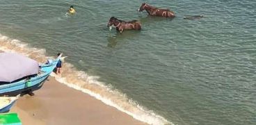 استحمام حصانين في شواطئ الإسكندرية