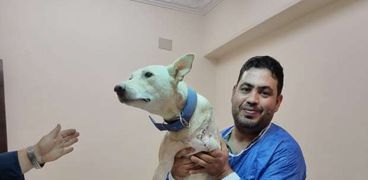 جراحة لإنقاذ كلب في بنها