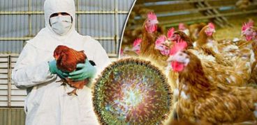 أنفلونزا الطيور يجتاج 30 ولاية أمريكية