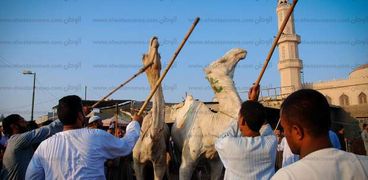 تعذيب الجمال في سوق برقاش