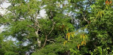 شجرة كولفيلا راسيموزا
