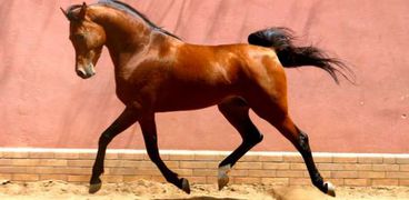 حصان عربي