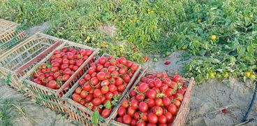 صورة محصول الطماطم