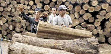لتجارة الأخشاب مردود اقتصادى قوى على المستثمرين والدول