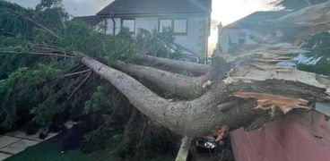 سقوذ الأشجار فى اسكتلندا بسبب العواصف