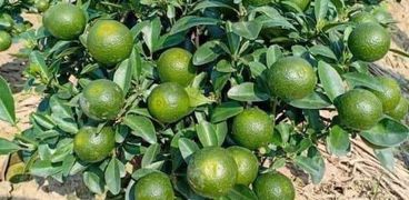 زراعة أشجار الليمون