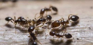 كيفية التخلص من النمل في المطبخ