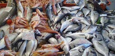 سمك الدينيس - أرشيفية