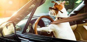 كلب يقود سيارة - أرشيفية