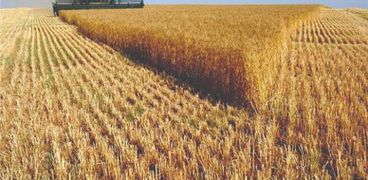 حصاد وتوريد القمح بالشرقية