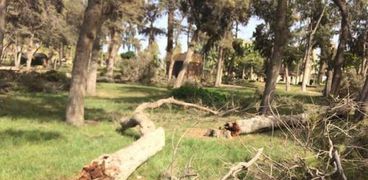 قطع الأشجار التاريخية في المنتزه
