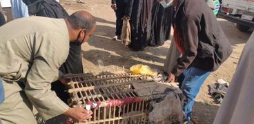 استعدادات لمنع تداول الطيور الحية في القاهرة والجيزة