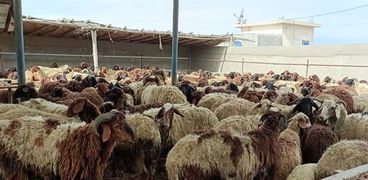 الإنتاج الحيوانى جنوب بورسعيد