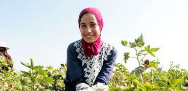 مزارعة مصرية تحتفل بموسم حصاد القطن