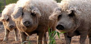 الخنازير الضخمة التهمت جسد مربيها العجوز في مزرعته بقرية بولندية