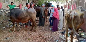 تحصين الماشية في كفر الشيخ - أرشيفية