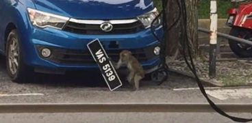قرد يسرق لوحة إحدى السيارات في ماليزيا