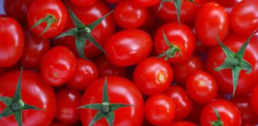 انخفاض أسعار الطماطم