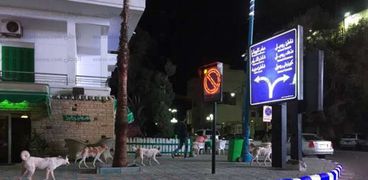 أعداد من الكلاب الضاله تمر بجوار ديوان عام محافظة مطروح أمام فندق سياحى المواجه للمحافظة