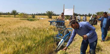 بدء موسم حصاد القمح في طور سيناء