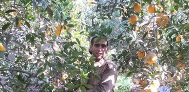 البرتقال يزين حقول القليوبية في موسم الحصاد