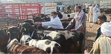 "شعبة اللحوم" تحذر من ذبح إناث الماشية بعد ارتفاع أسعار الأعلاف
