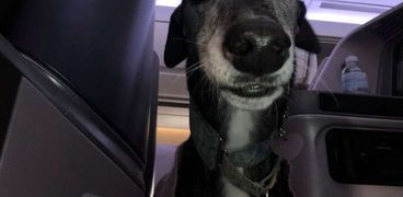 كلب احتفل بعيد ميلاده على متن طائرة