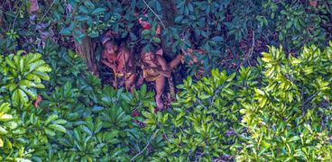 قبيلة بدائية تعيش في غابات الأمازون