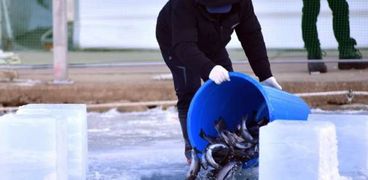 مهرجان «سانشونيو» السنوي لصيد الأسماك على الجليد