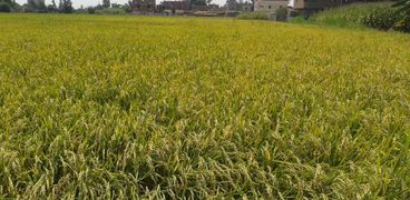 محصول الأرز بكفر الشيخ