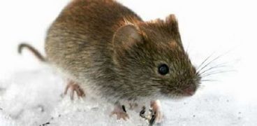 فيروس هانتا ينتشر بين الفئران ذات الأرجل البيضاء