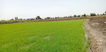 صورة مشاتل الأرز في كفر الشيخ خاص