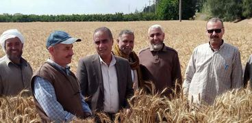 الزراعة: 3.65 مليون فدان مساحة القمح هذا العام والإنتاجية المتوقعة 10 ملايين