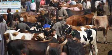 ممارسات غش الأضحية تظهر بأسواق الماشية