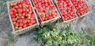صورة الطماطم في كفر الشيخ