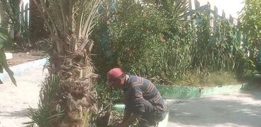 زراعة شتلات الأشجار المثمرة في مدينة بيلا بكفر الشيخ