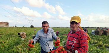 صورة محصول الطماطم في كفر الشيخ