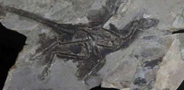 اكتشاف حفرية عمرها 225 مليون سنة لأول نوع من الزواحف الطائرة